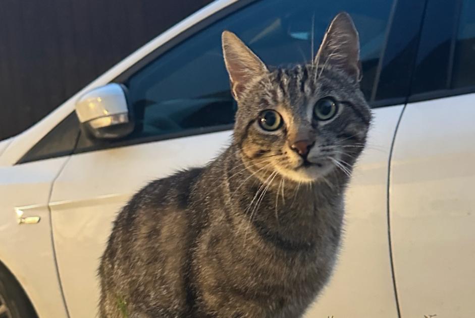 Vermisstmeldung Katze  Männliche , 3 jahre Authume Frankreich