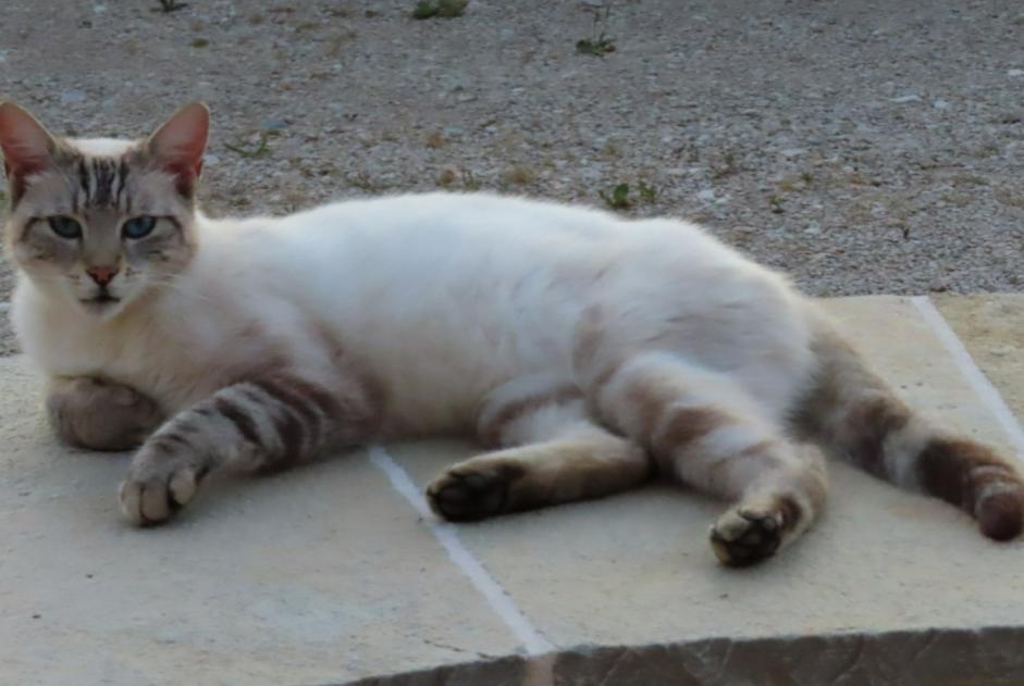 Fundmeldung Katze rassenmischung  Männliche Villers-les-Bois Frankreich