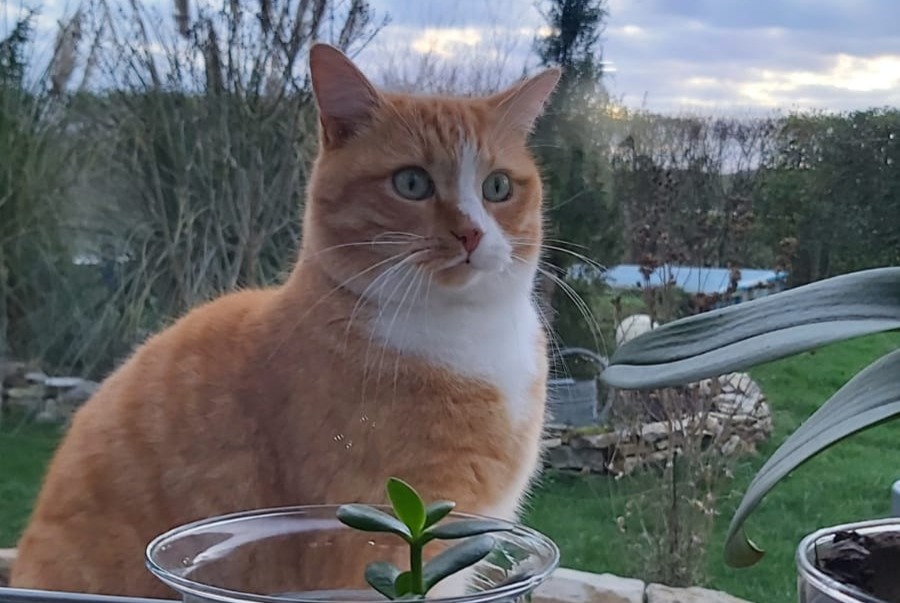 Disappearance alert Cat Male , 5 years Sergenon France