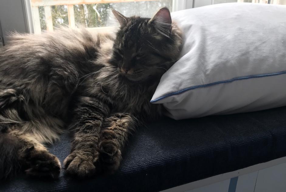 Disappearance alert Cat Male , 1 years Longchaumois France