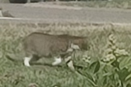 Discovery alert Cat Unknown Perrigny France