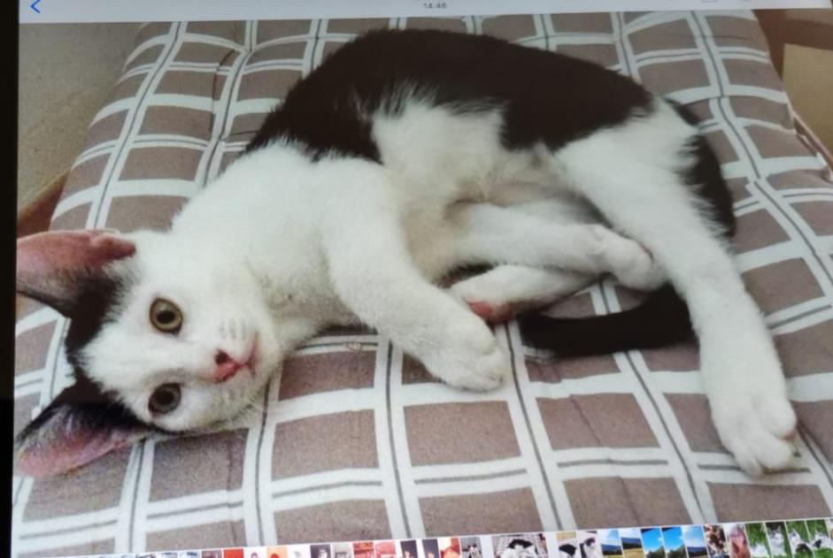 Disappearance alert Cat Male , 1 years Neublans-Abergement France