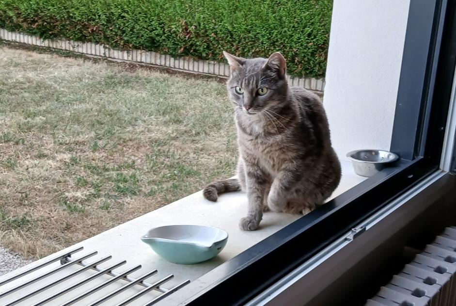 Discovery alert Cat  Male Coteaux du Lizon France
