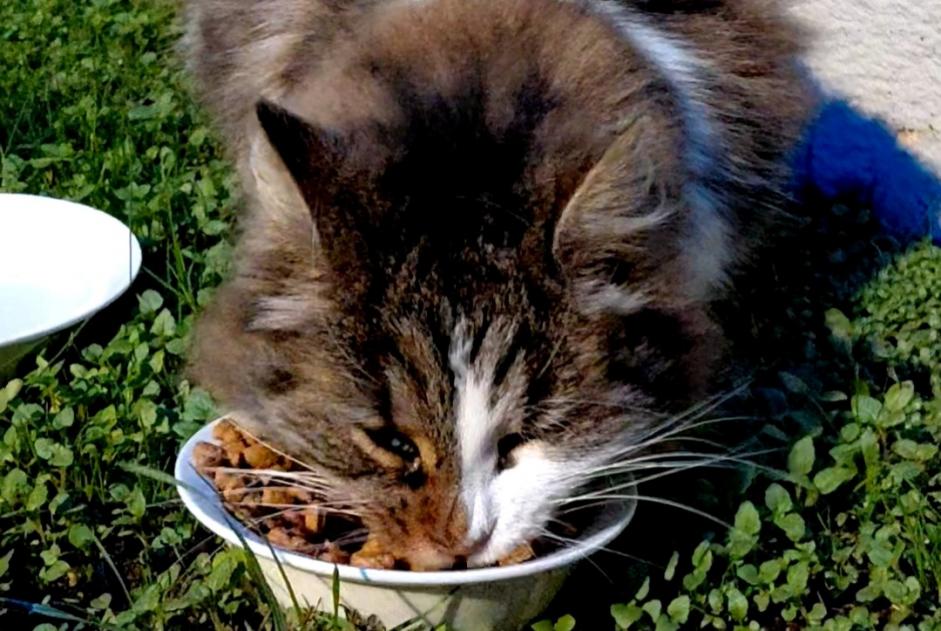 Alerta de Hallazgo Gato Desconocido Choisey Francia