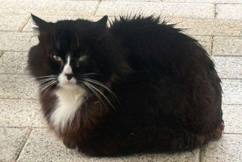 Alerta de Hallazgo Gato Desconocido Pagney Francia