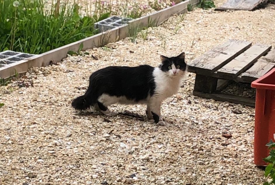Alerte Découverte Chat Femelle Les Trois-Châteaux France Alerte Découverte Chat Femelle Les Trois-Châteaux France