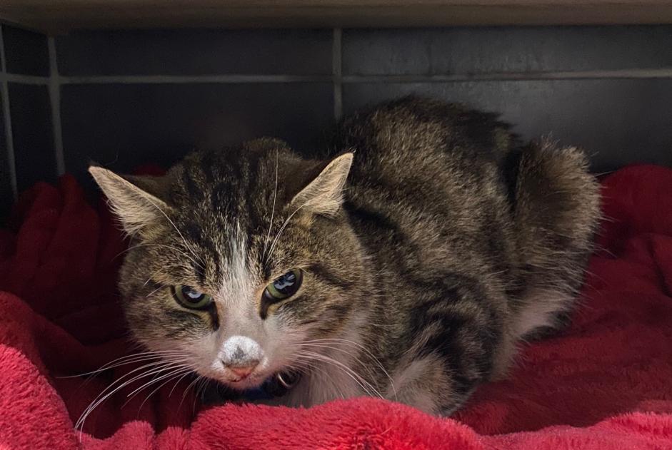 Alerte Découverte Chat Mâle , 2 ans Dole France Alerte Découverte Chat Mâle , 2 ans Dole France