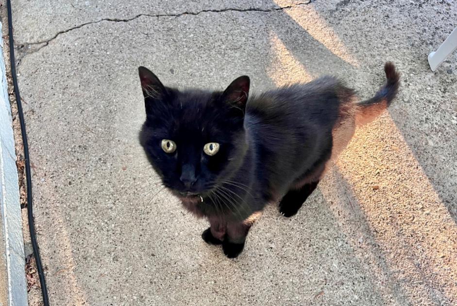 Alerte Découverte Chat Mâle , 9 ans Damparis France
