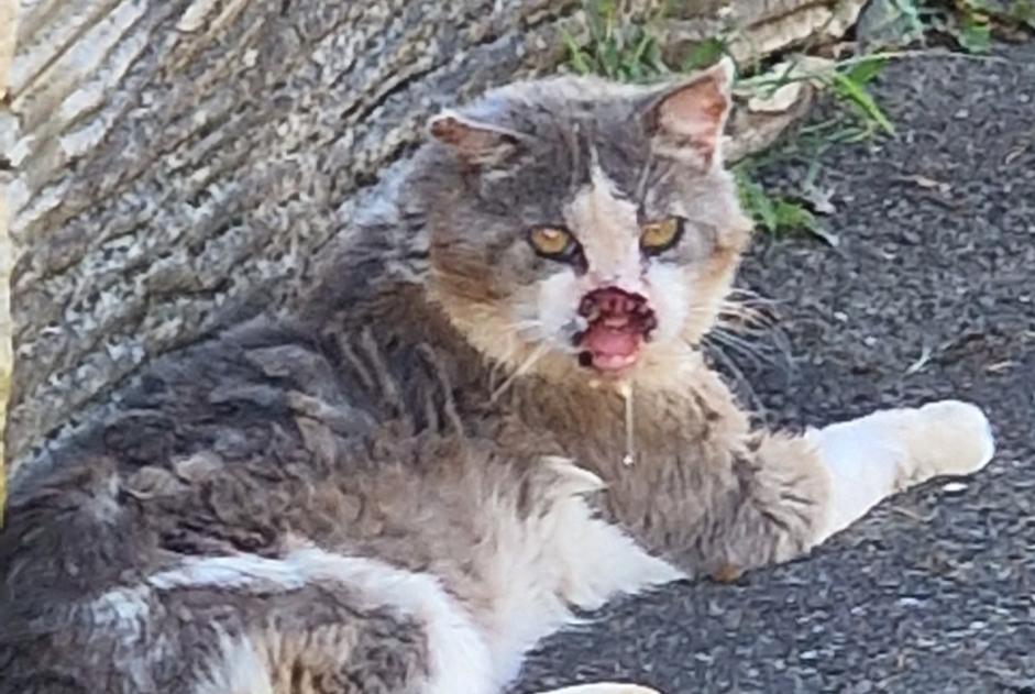 Alerte Découverte Chat Inconnu Perrigny France