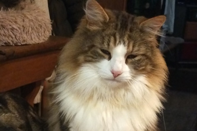 Avviso scomparsa Gatto Maschio , 5 anni Loisia Francia