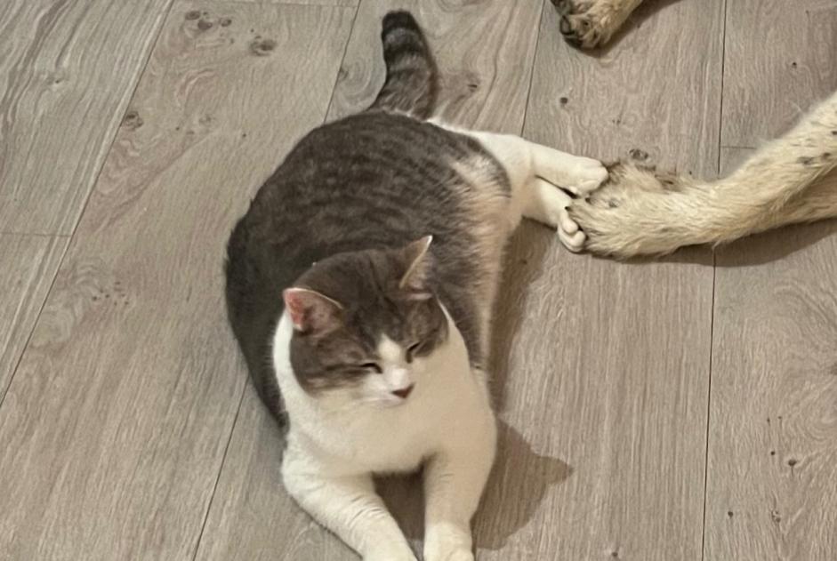 Avviso scomparsa Gatto incrocio di razze  Maschio , 4 anni Saint-Lothain Francia