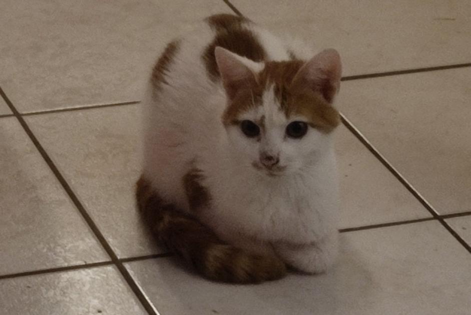 Ontdekkingsalarm Kat  Mannetje Montaigu Frankrijk