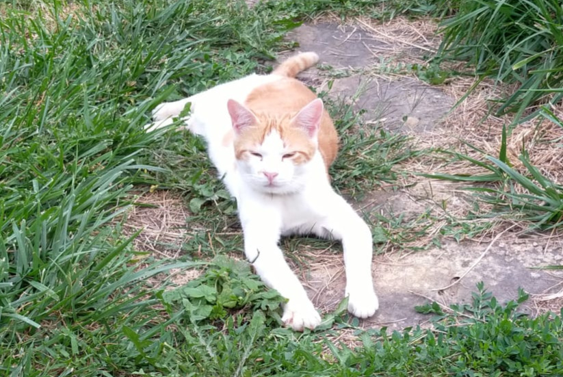 Alerta desaparecimento Gato Macho , 2 anos Loisia France