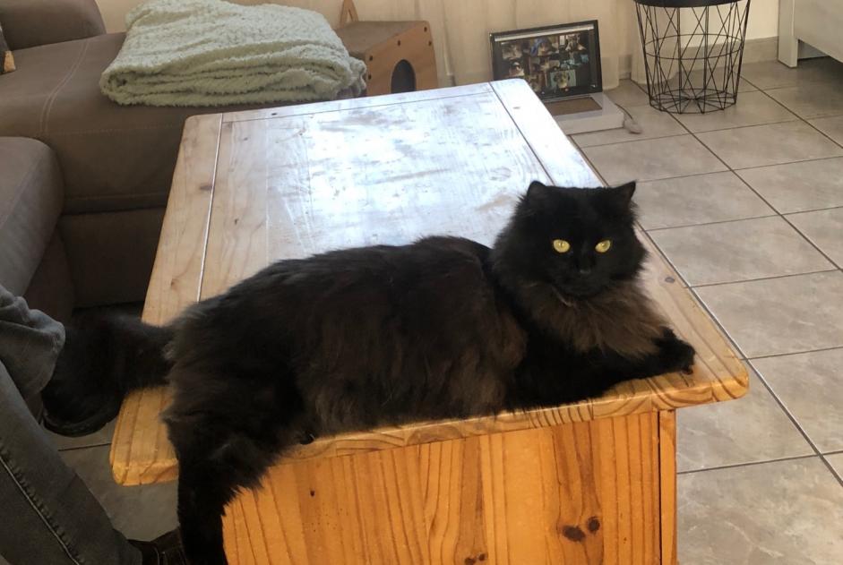Alerta desaparecimento Gato Fêmea , 1 anos Salans France